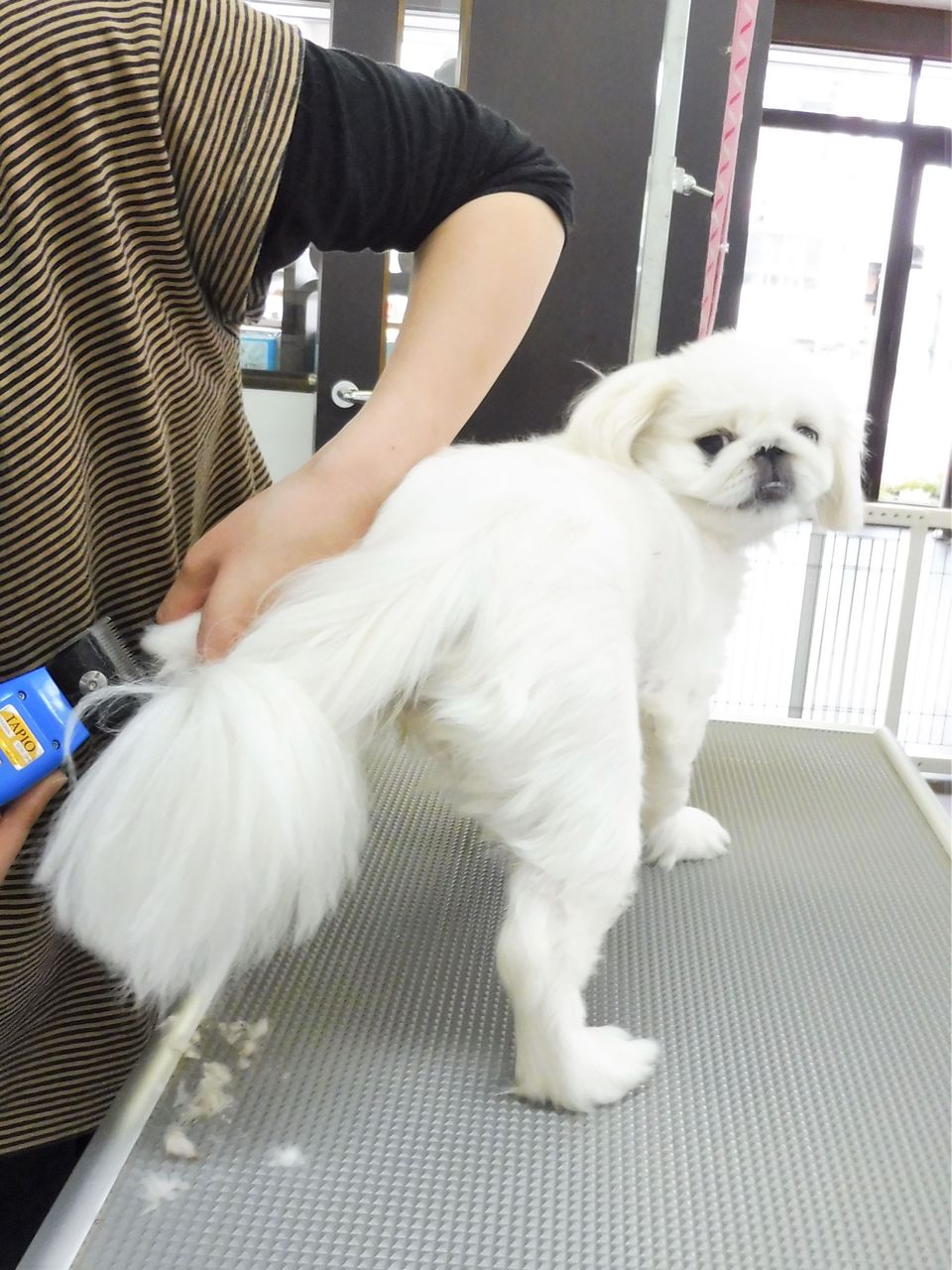 おもちちゃん | 栃木県宇都宮市のトリミングサロン Sweet Dog's