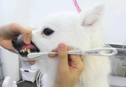 スピッツ アーカイブ 栃木県宇都宮市のトリミングサロン Sweet Dog S