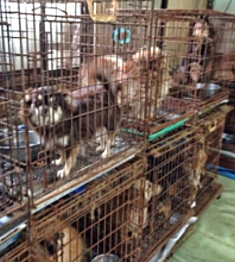 動物愛護活動 保護犬活動 栃木県宇都宮市のトリミングサロン Sweet Dog S 動物愛護活動 保護犬活動 栃木県宇都宮市のトリミングサロン Sweet Dog S
