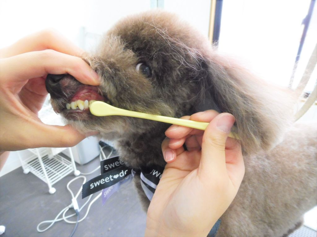 チョコくん 栃木県宇都宮市のトリミングサロン Sweet Dog's
