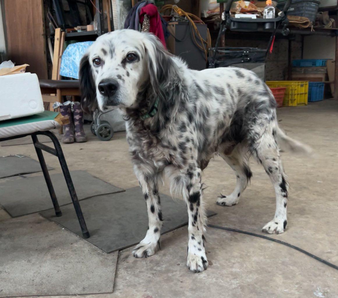 迷子のイングリッシュセッターを探している方がいます！ | 栃木県